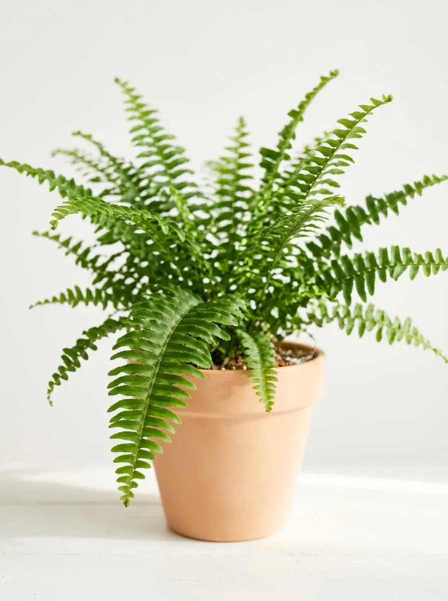 A healthy potted houseplant sitting in bright natural light