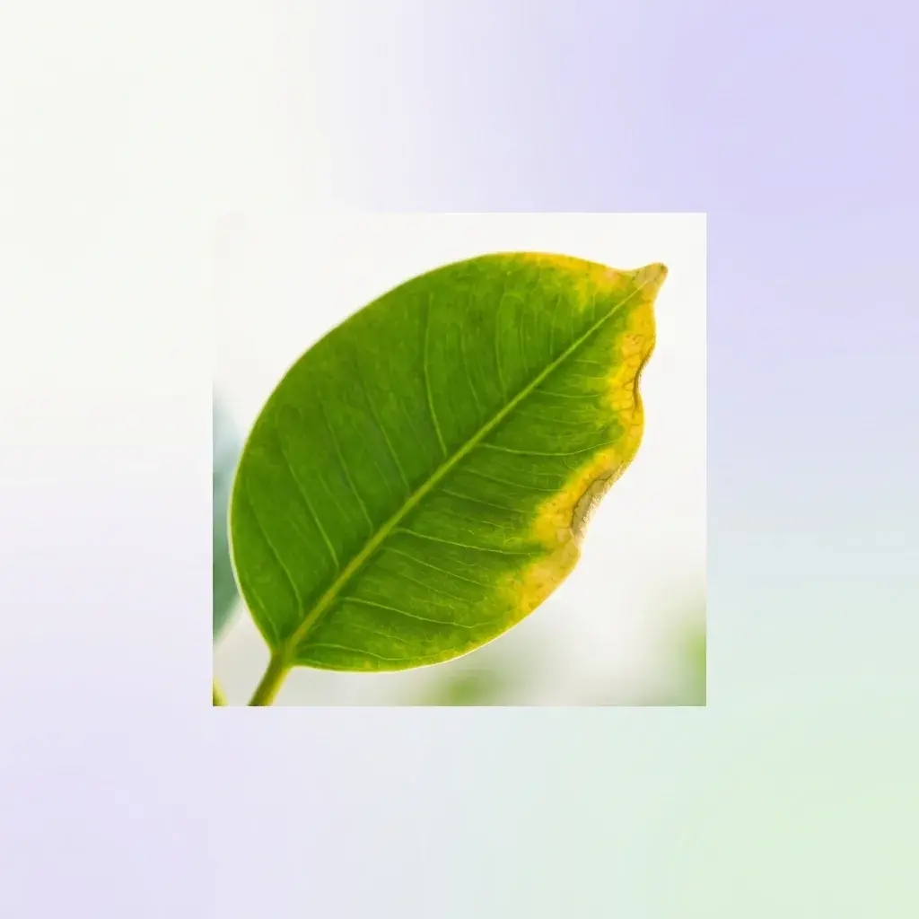 Healthy green fern leaf